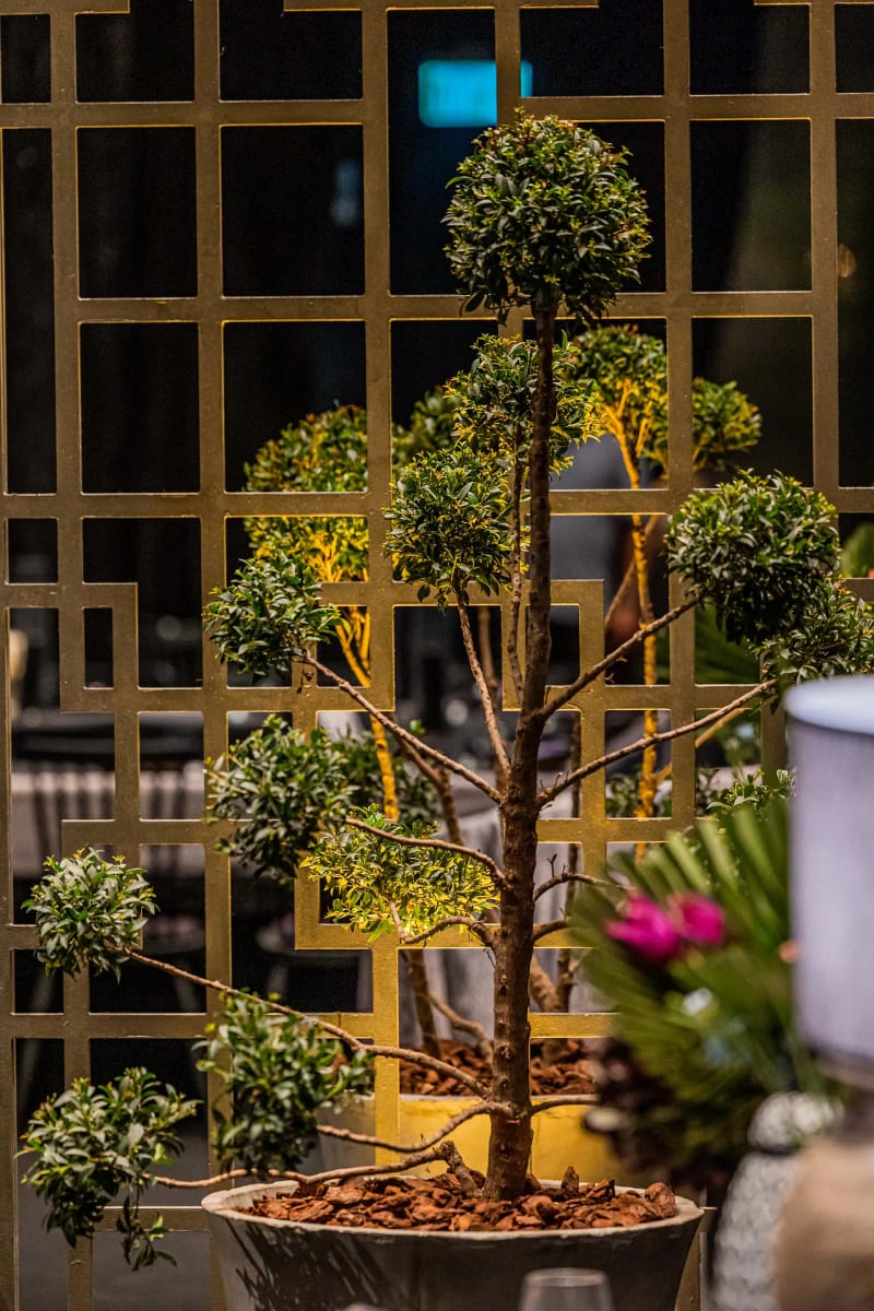 A cloud-pruned tree in a planter in front of a gold geometric lattice screen